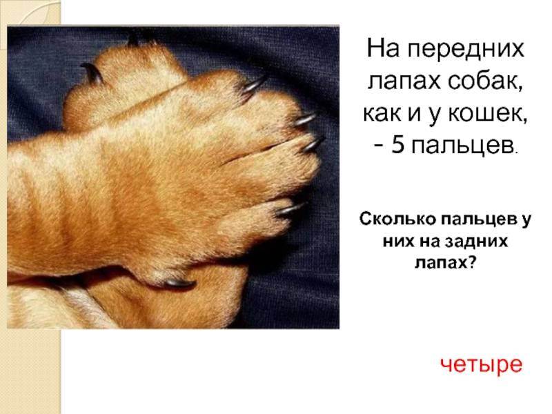 Почему у кошек на передних лапах 5 пальцев, а на задних только 4