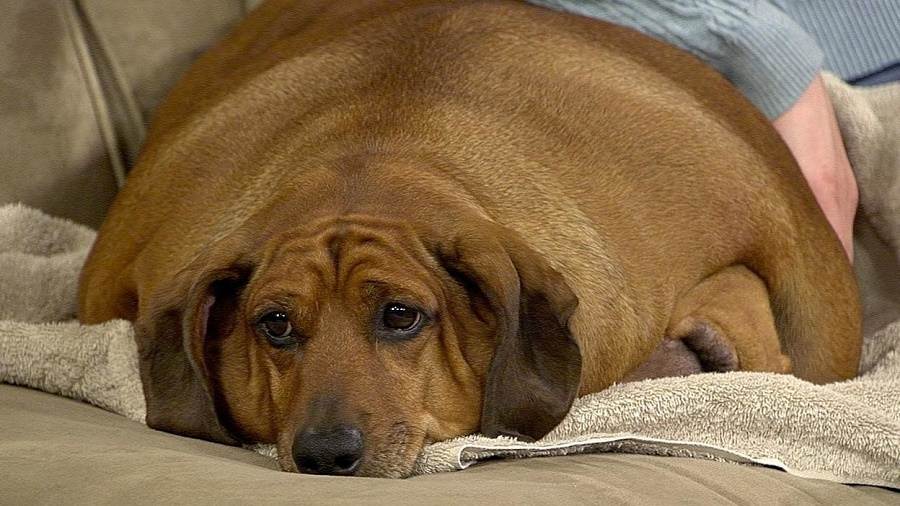 Какие собаки склонны к ожирению