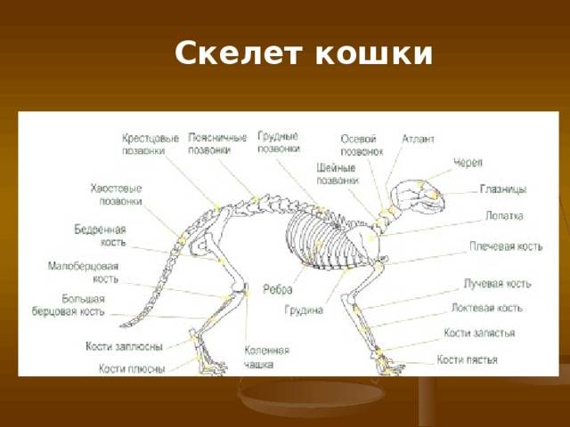 Анатомия собаки – особенности физиологии и строения тела
