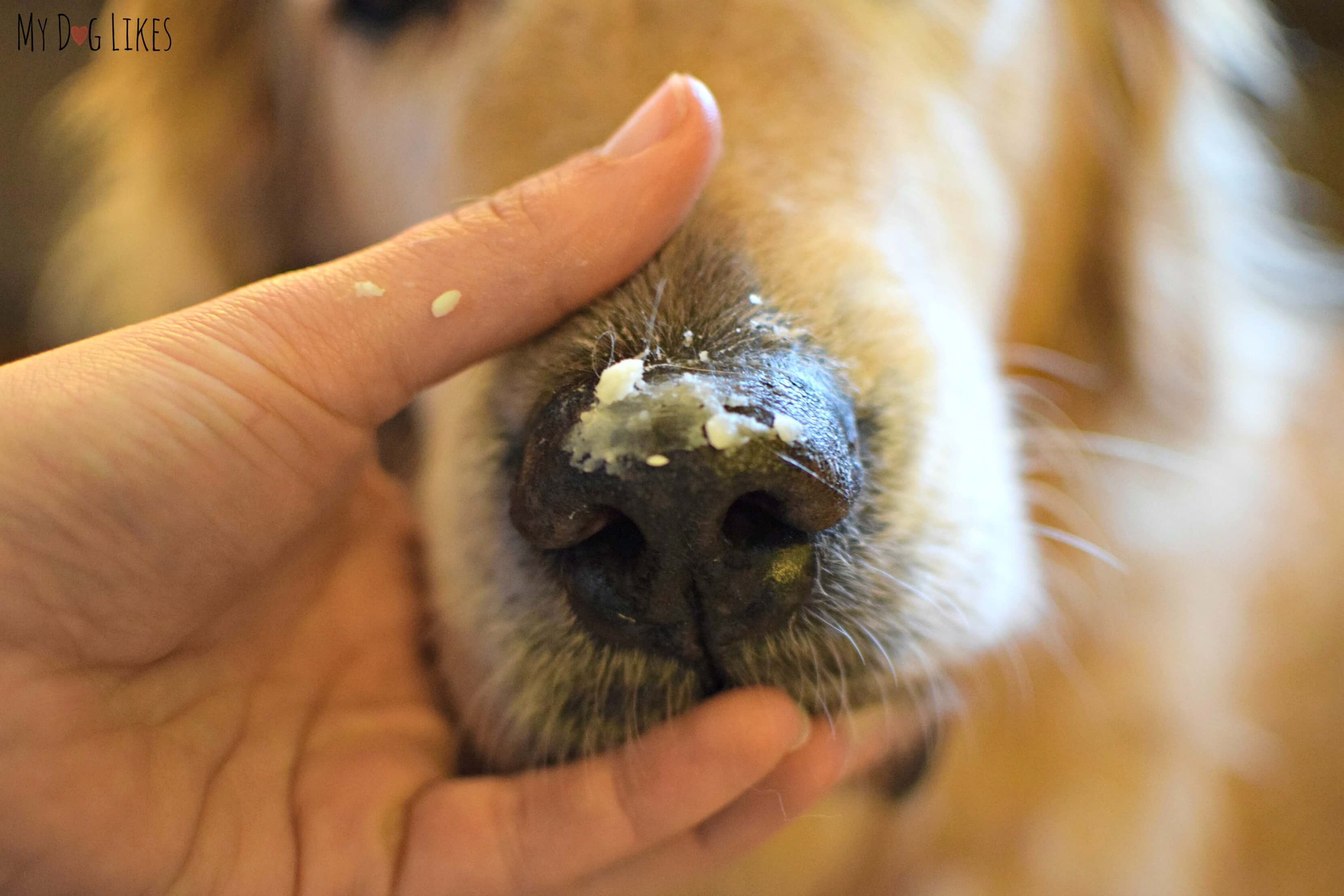 Почему у собаки могут появиться сопли: бывает ли насморк у домашних питомцев