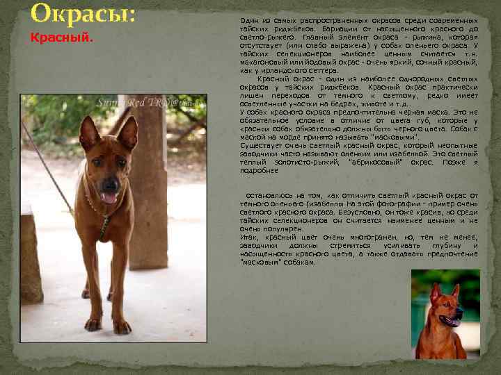 Тайский риджбек: описание породы собак, цена щенков
