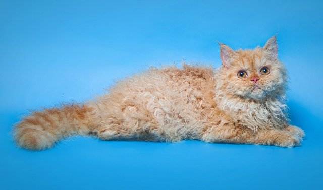 Хайленд фолд - характеристика, особенности, болезни и воспитание кошки (115 фото + видео)