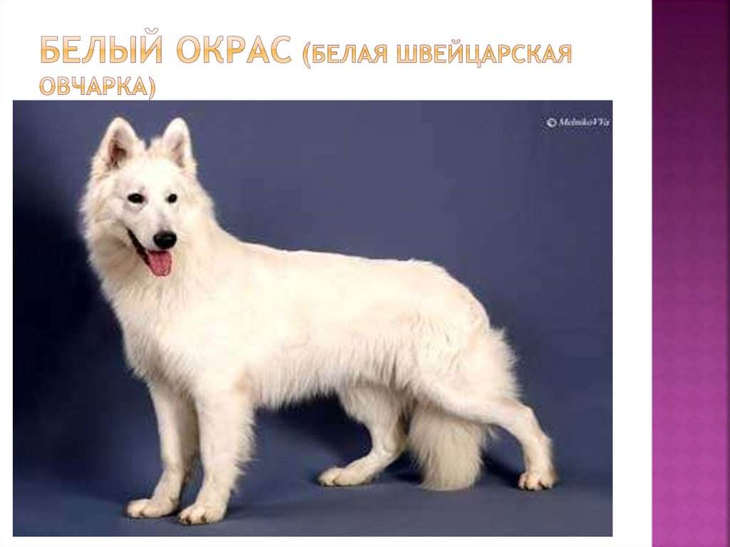 Большая, пушистая, белая? все это самоедская собака.
большая, пушистая, белая? все это самоедская собака.