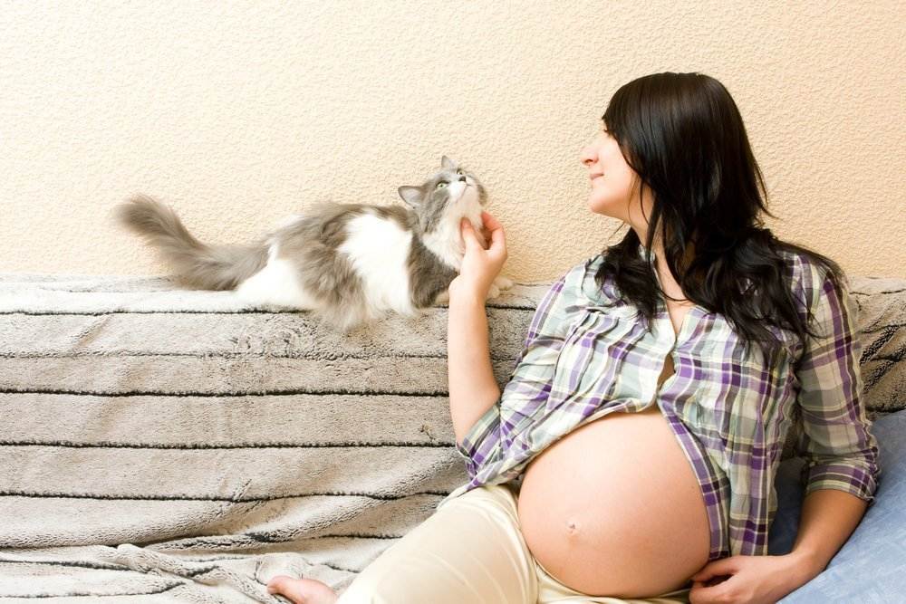 Беременность кошки: течение процесса и признаки по неделям