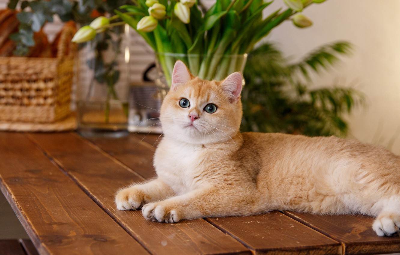 Британская кошка: история породы, сколько живут, вес, фото, характер