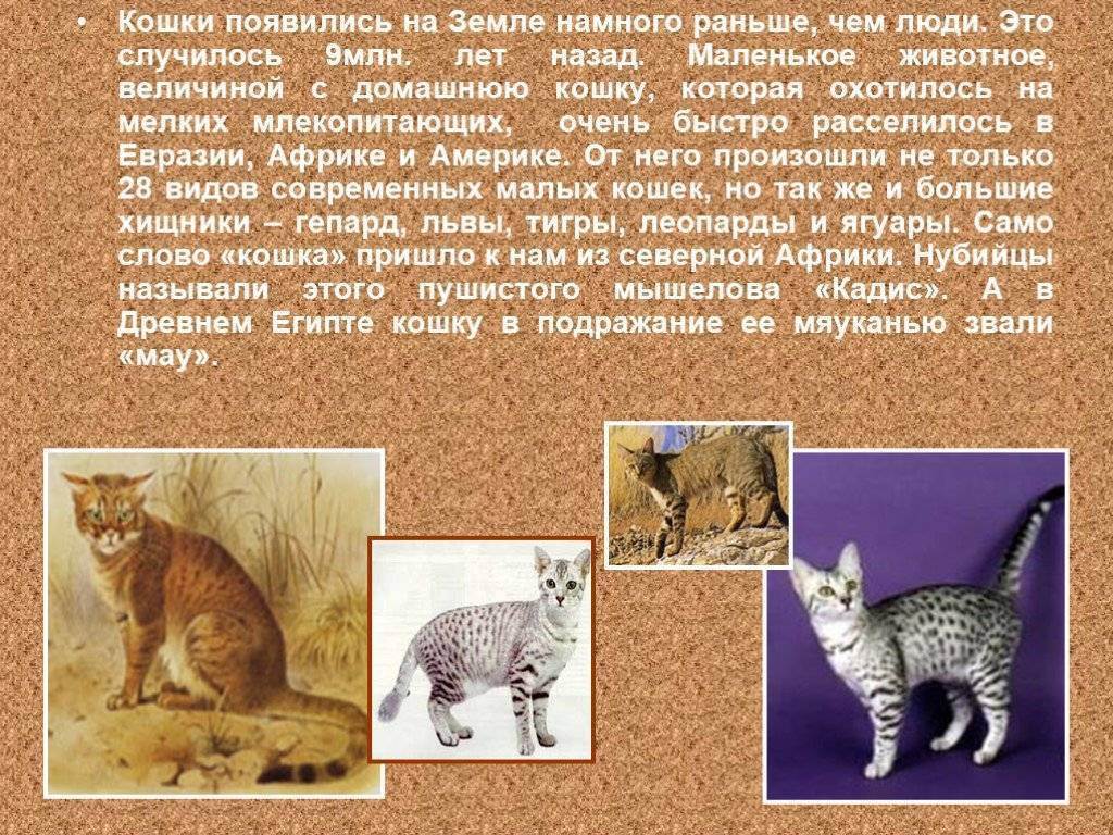 История одомашнивания кошек | происхождение домашних кошек, кратко