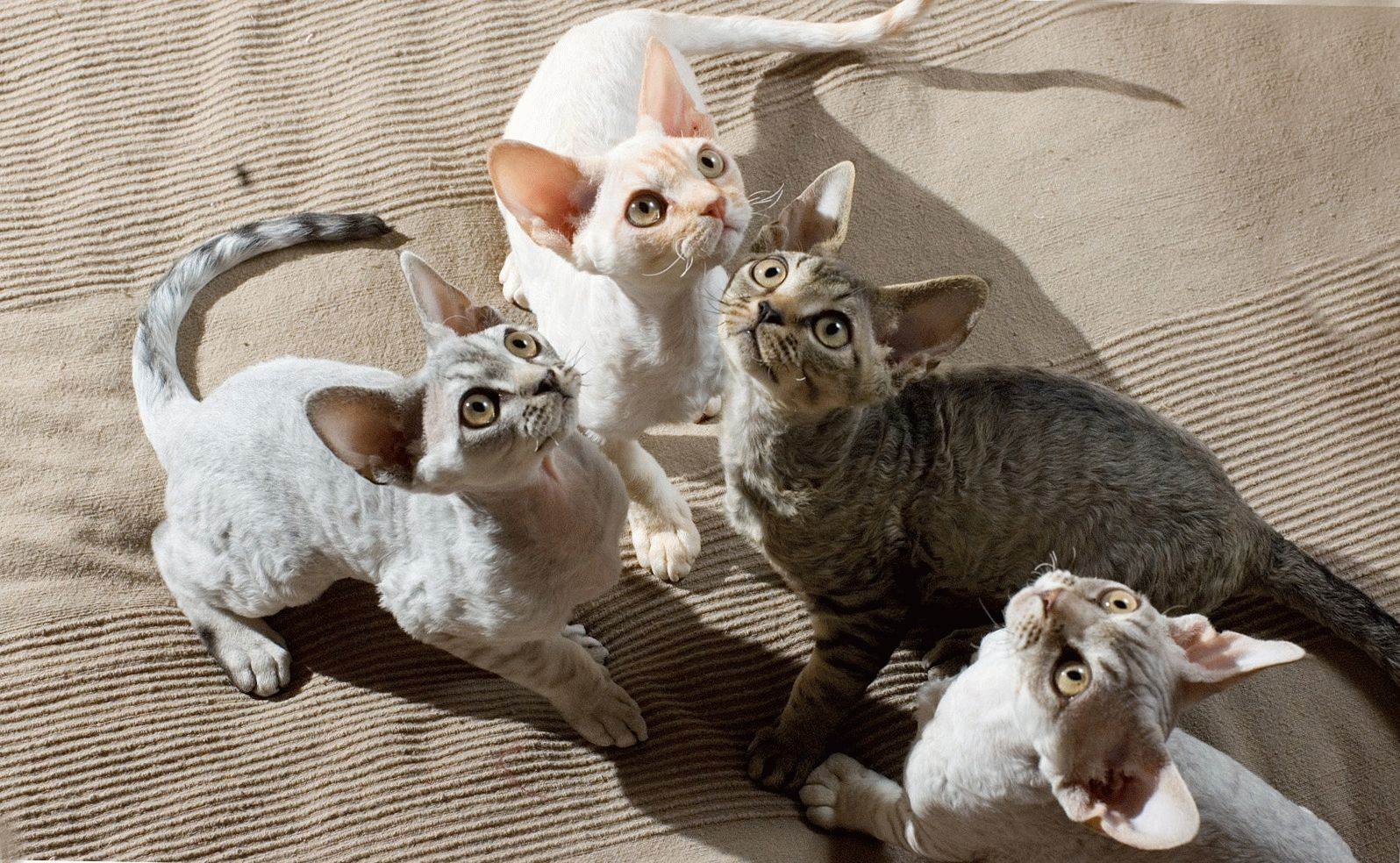 Аллергия на кошек. топ-10 пород кошек для аллергиков - pusiki