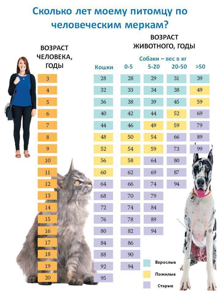 Правильные методы, как посчитать возраст кошки на человеческий