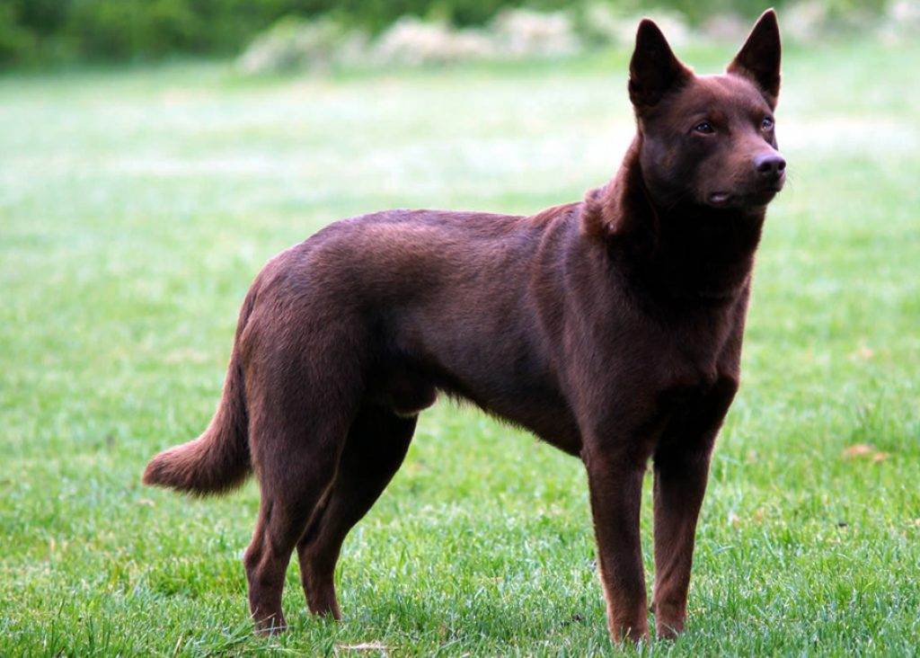 Австралийский келпи - 10 фактов и подробное описание породы собак