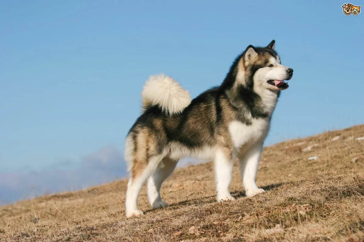 Аляскинский маламут: описание, характер собаки, уход, фото