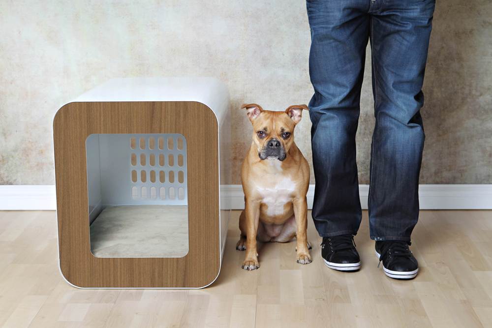 Домик для собаки в квартиру: советы по выбору