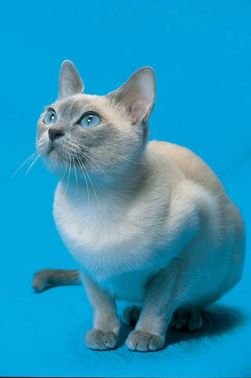 Тонкинская кошка – подробное описание породы (+ фото и видео) | ваши питомцы