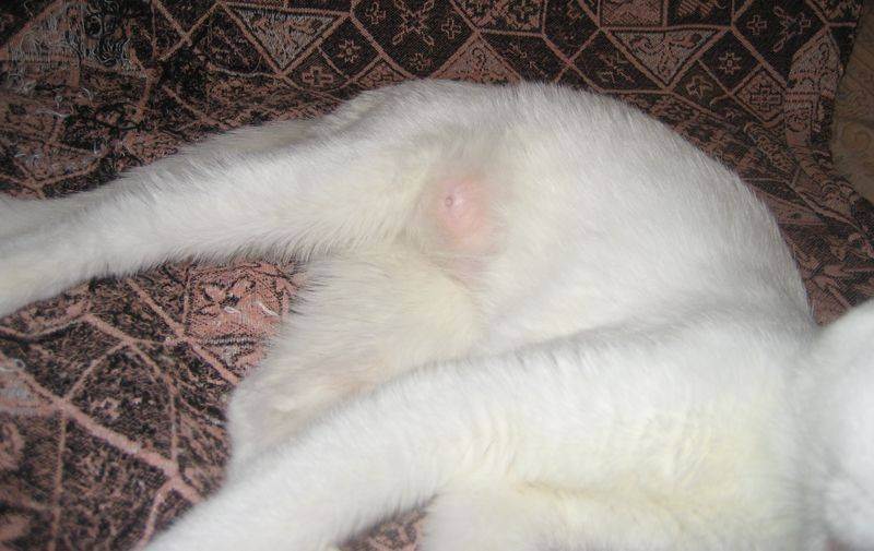 Мастит у кормящей кошки - симптомы и лечение