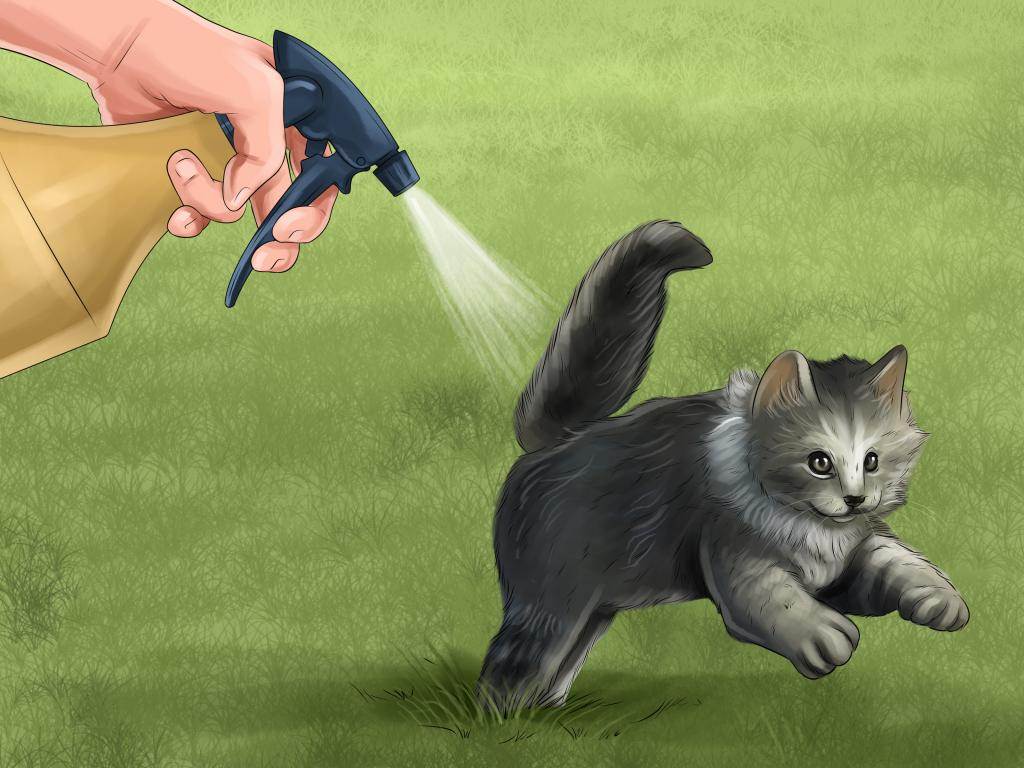 Как воспитывать котенка: правила, сложности, чему учить