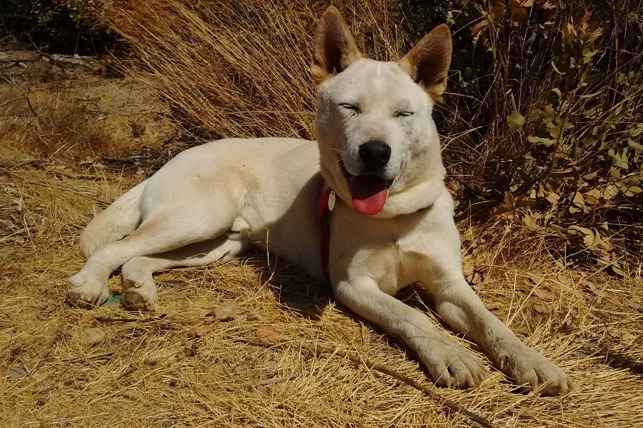 ᐉ чиндо собака: описание корейской породы и стоимость щенка - kcc-zoo.ru