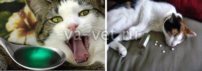 Симптомы и чем помочь коту при отравлении самостоятельно дома без ветеринара