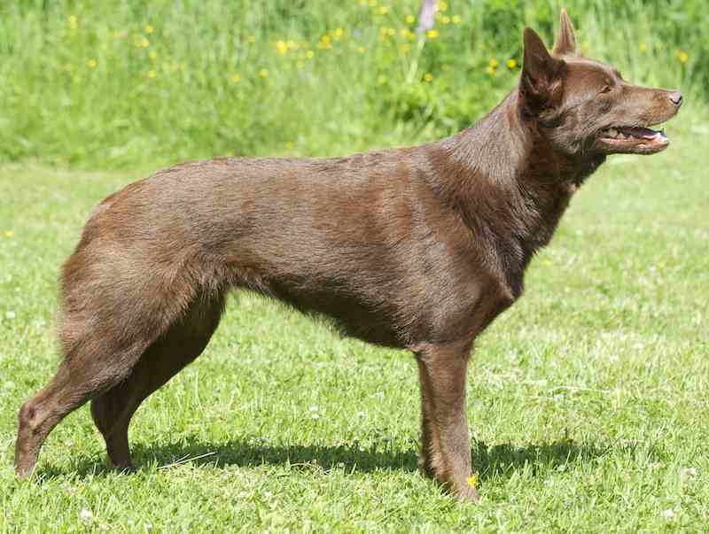Австралийский келпи- порода пастушьих собак