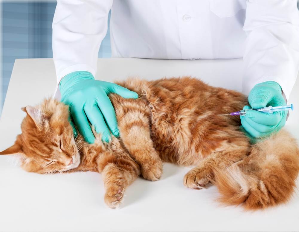 Что делать, если у кошки вирусная лейкемия