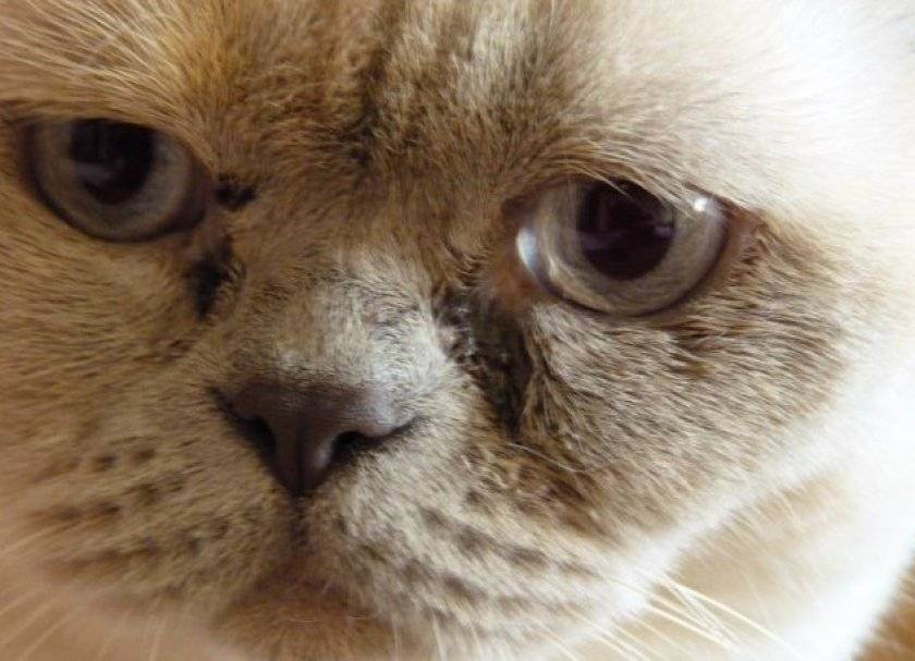 Почему у кошки слезятся глаза, закисают и гноятся: причины и лечение, как протирать