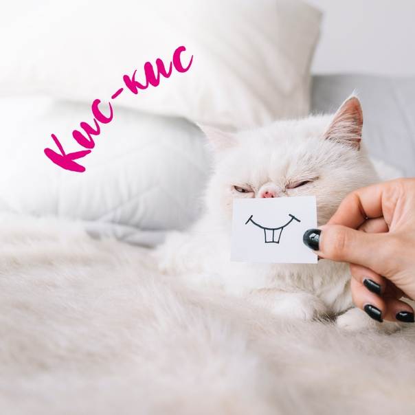Почему большинство кошек откликается на кис-кис?: дневник группы «кошки - это кошки»: группы - женская социальная сеть myjulia.ru