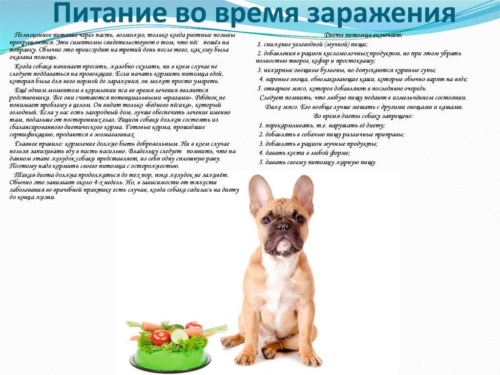 Можно ли собаке давать куриные кости? мнение специалистов - kupipet.ru