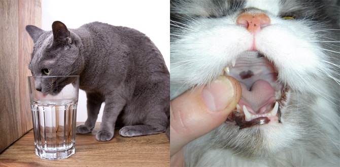 Кошка кашляет: чем лечить кашель у кошки | zoosecrets
