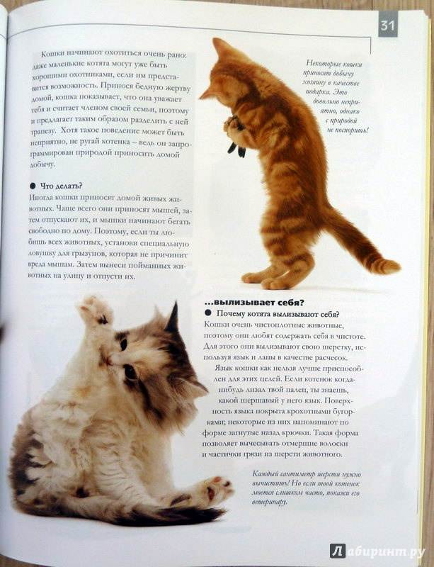 Как воспитать кошку: правила кошачьего воспитания