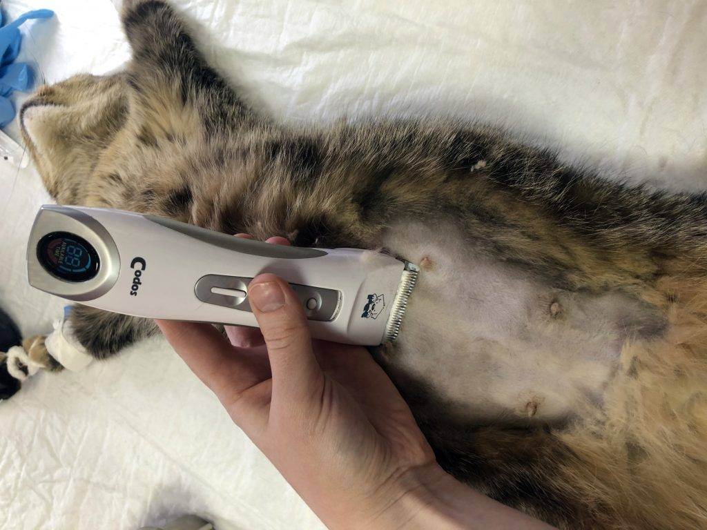 Стерилизация кошек: когда можно стерилизовать, как проходит