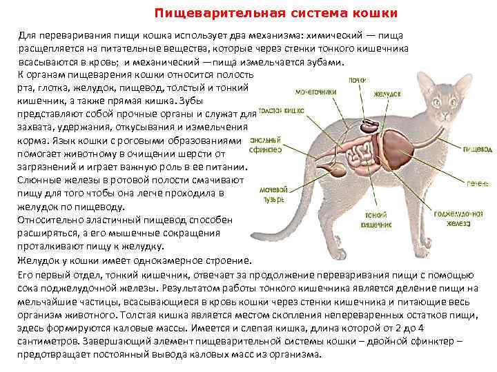 Инфекция у кошек