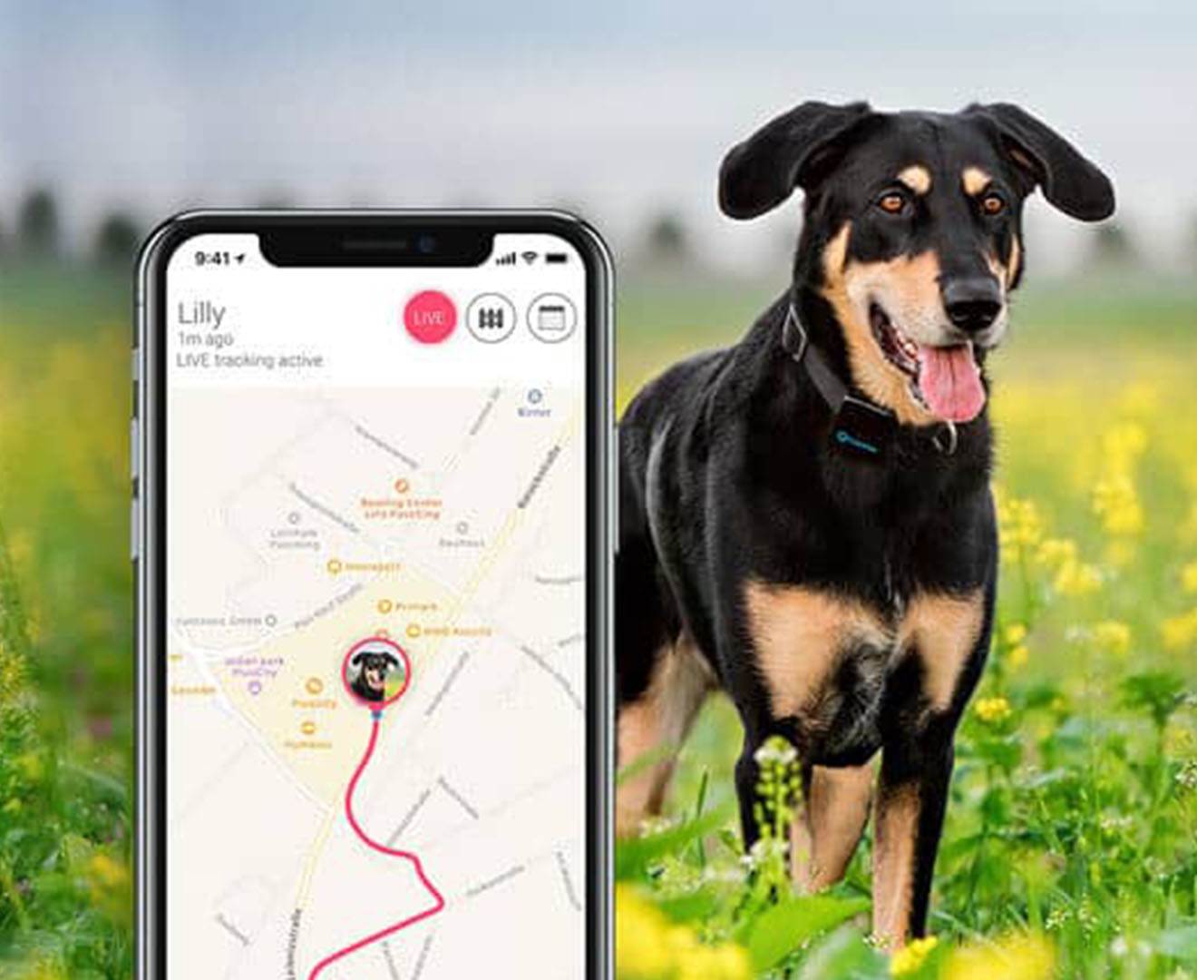 Gps-трекер для собак: обзор, устройство, модели и отзывы