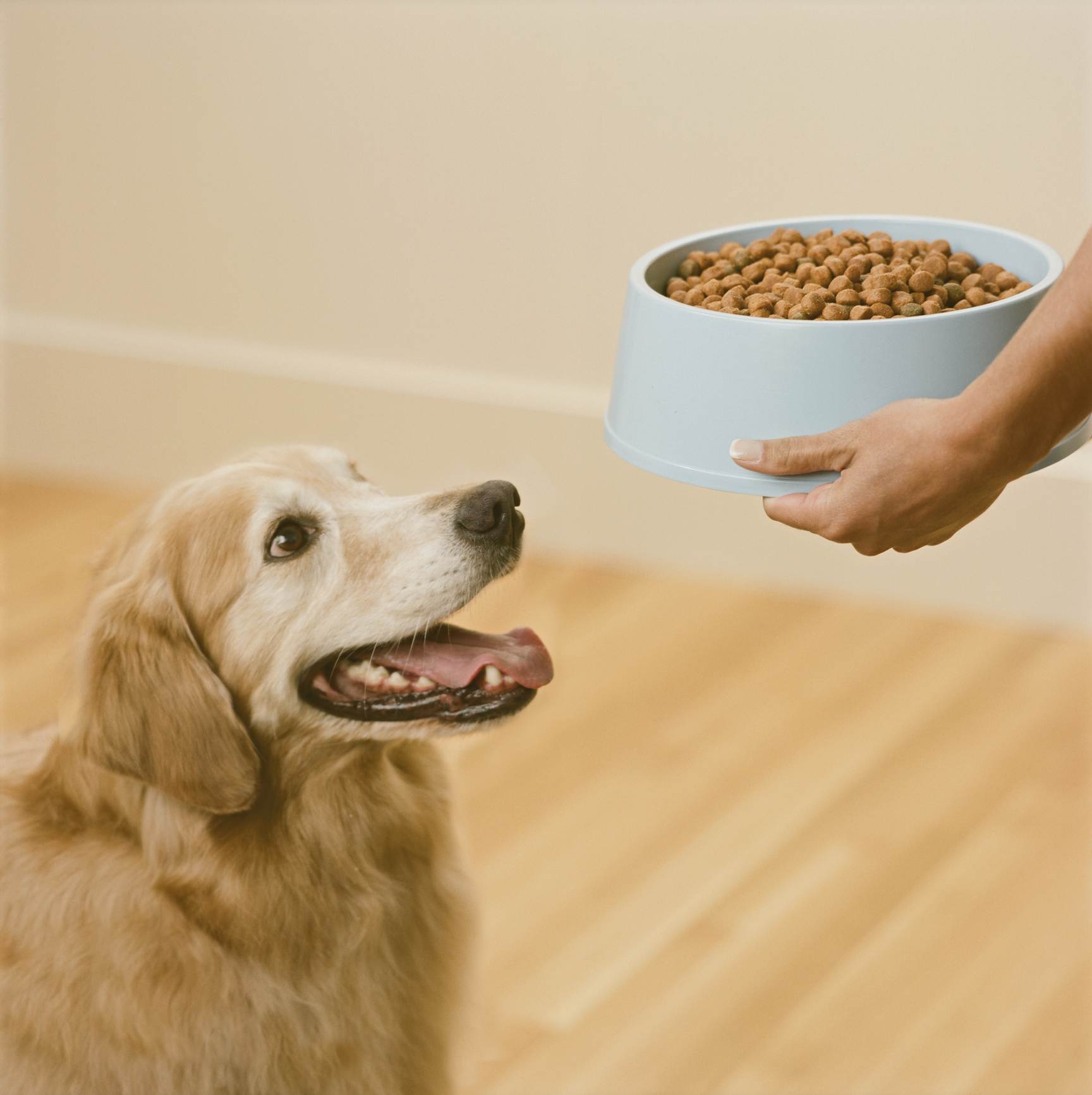 Когда лучше кормить собаку: до или после прогулки? – «зооаптека»