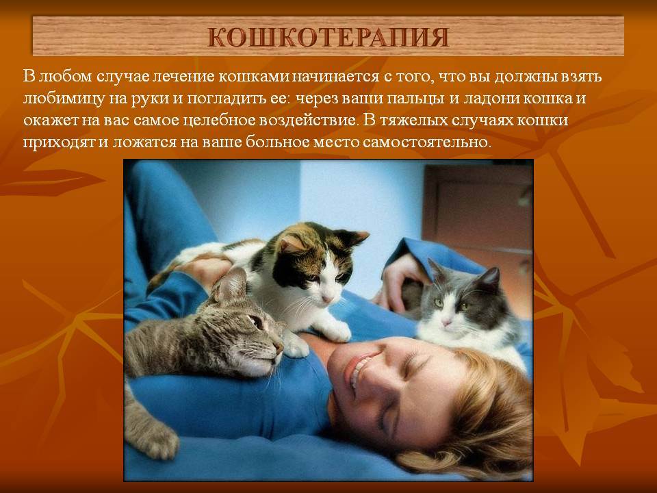 Лечение кошками. какая порода, какие болезни лечит