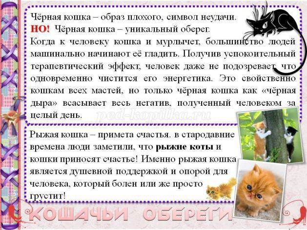 Кошка – лучшая защита вашего дома от нечисти и дурного глаза, выберите свою