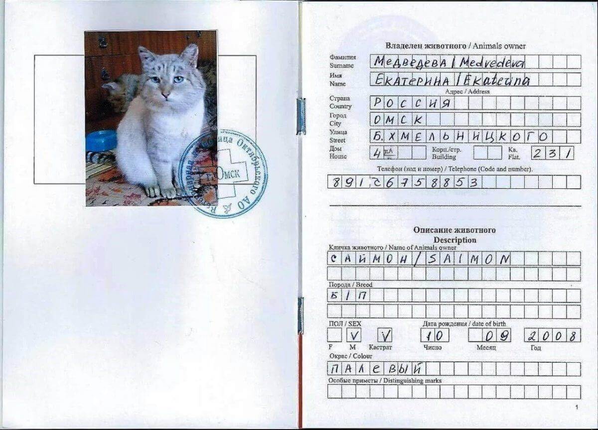Ветеринарный паспорт для кошки: как получить, правильно заполнять и стоимость его оформления?