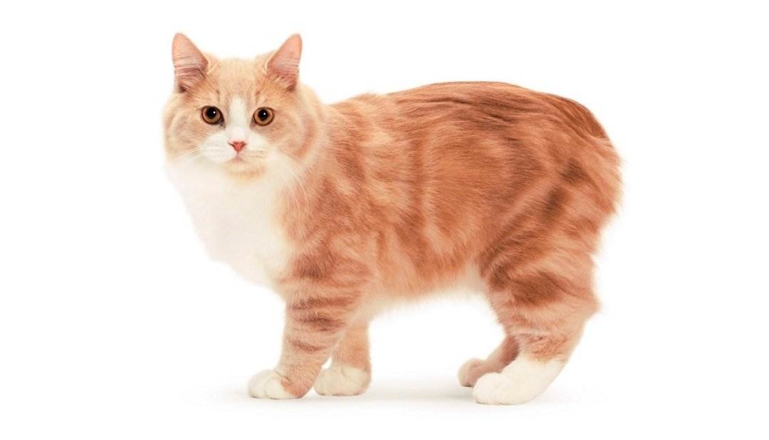 Мэнкс (мэнская кошка): описание породы, характер, отзывы, фото