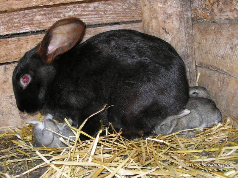 Сколько длится беременность у кроликов, роды крольчихи