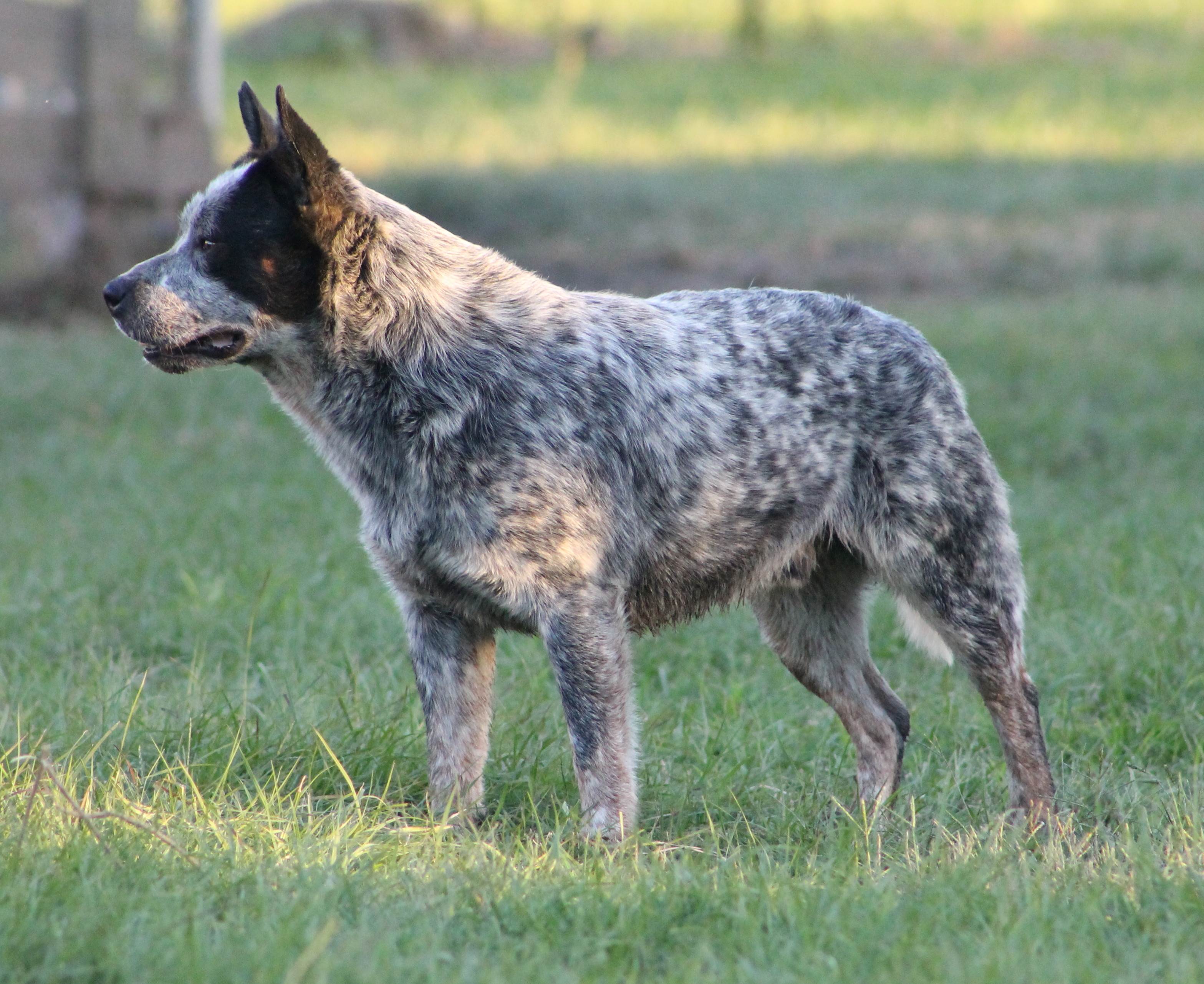 Азорская пастушья собака
