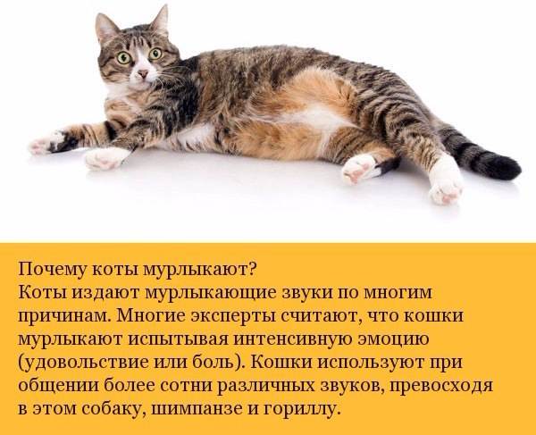 Интересные факты о кошках и котах
