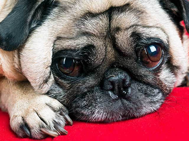 9 причин почему собака может ослепнуть