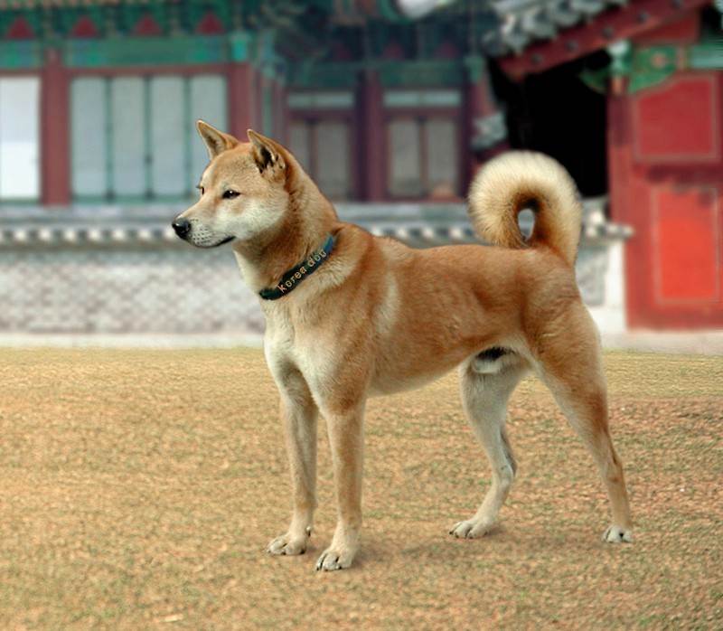 Пхунсан — порода собак