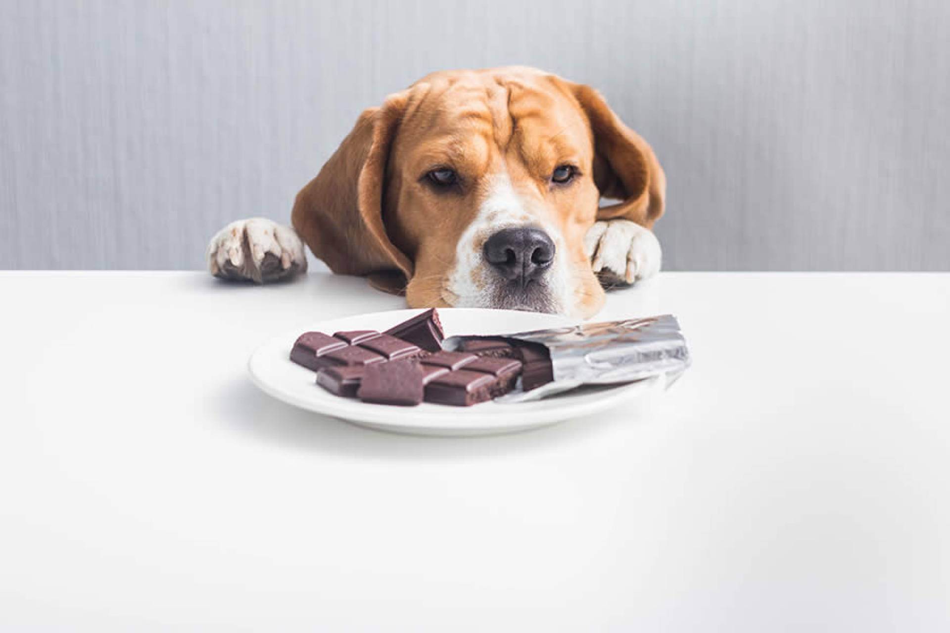 Как помочь собаке, съевшей шоколад: 8 шагов