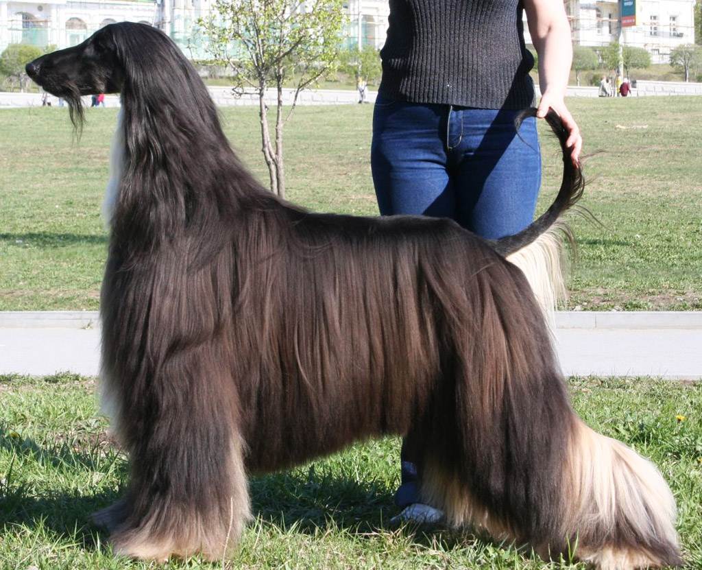 Породы собак с длинными волосами список и обзор длинношерстных псов - окружающий мир вокруг нас