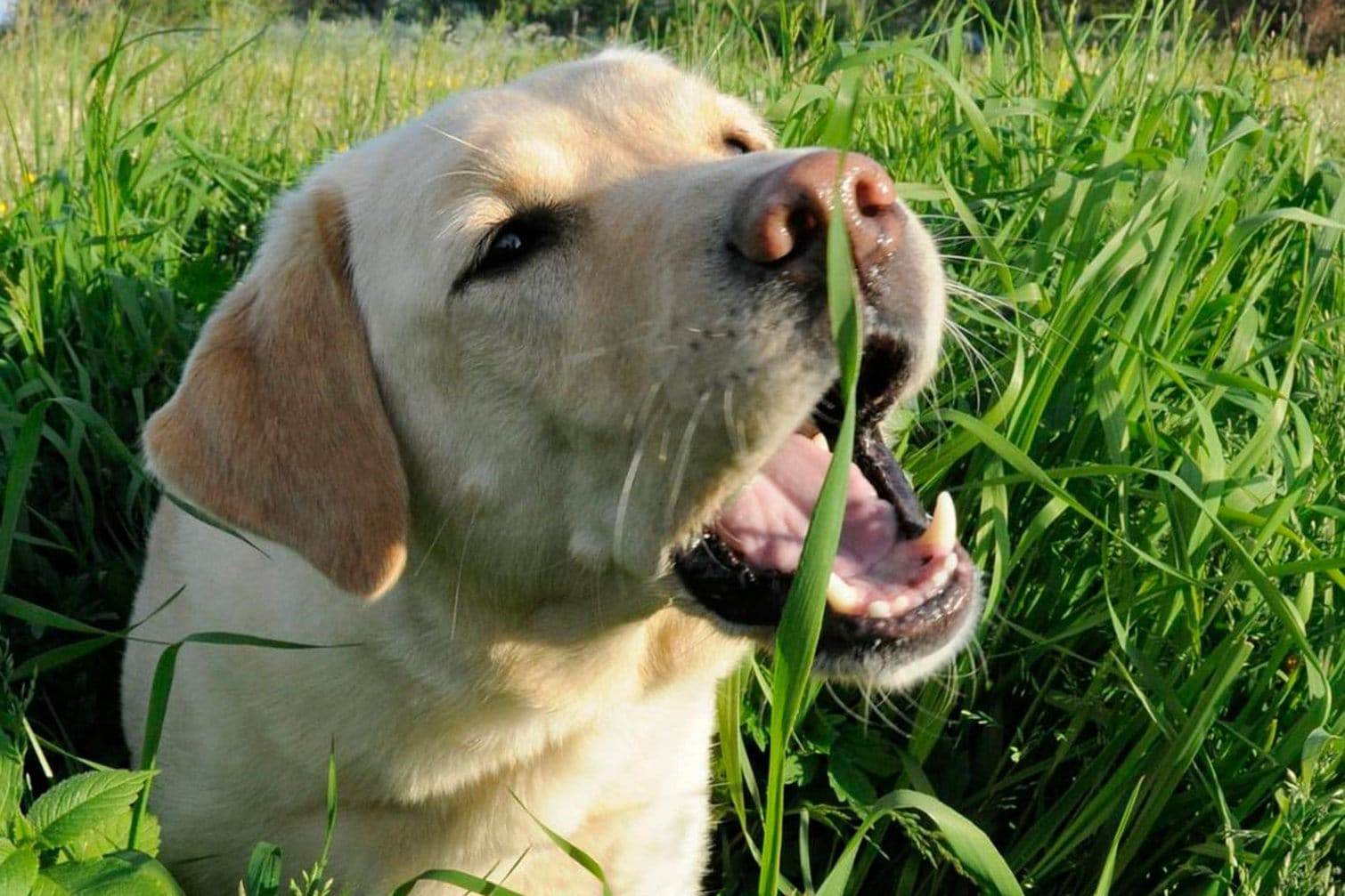 6 причин почему собаку рвет водой – как помочь