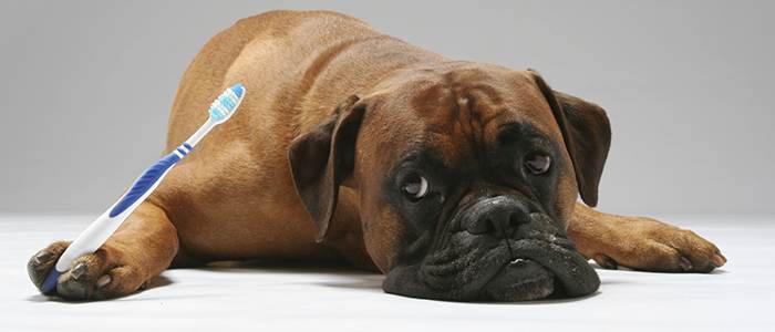 Флюс у собаки – симптомы, что делать и можно ли антибиотики
