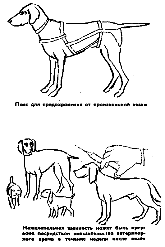 Способ размножения собака домашняя