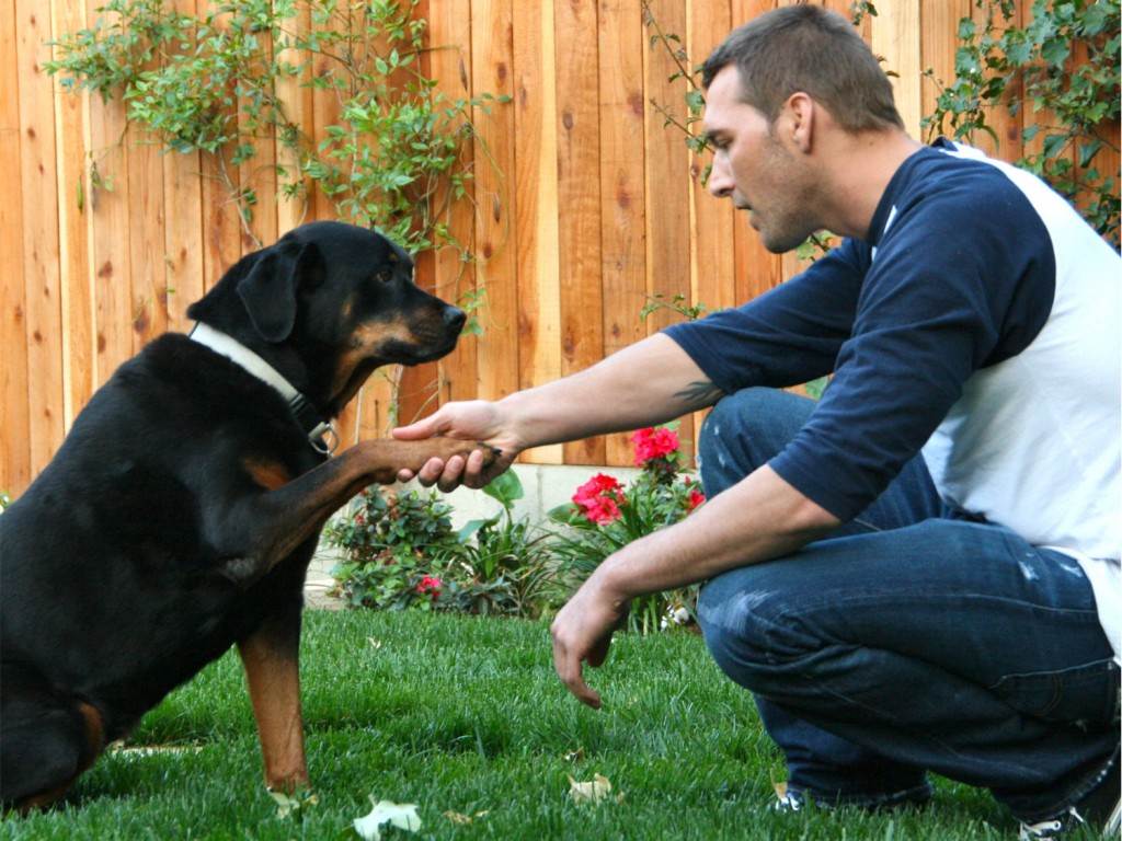 Как воспитать собаку: 15 правил, которые помогут вам стать вожаком: новости, животные, психология, собаки, советы, домашние животные