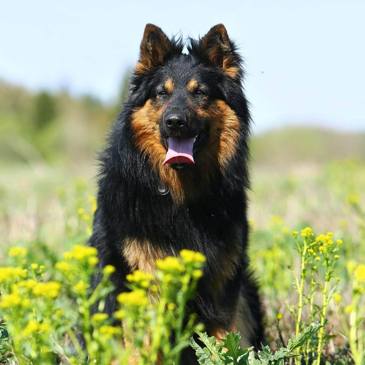 Чешский фоусек: описание породы, характер, уход, фото | все о собаках