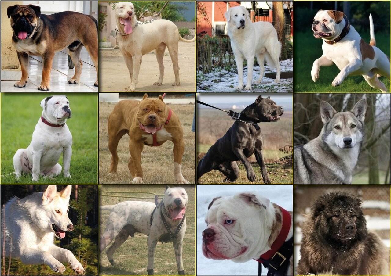 Список опасных пород собак в россии 2019 года: мвд составило перечень 69 потенциально опасных животных
