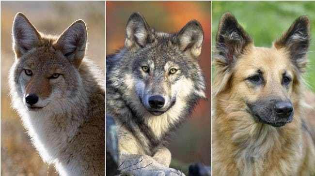 Волкособ — гибрид собаки и волка: описание, характеристика пород, условия содержания