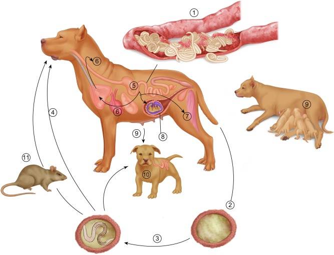 Дирофиляриоз у собак – симптомы, лечение и прогноз жизни